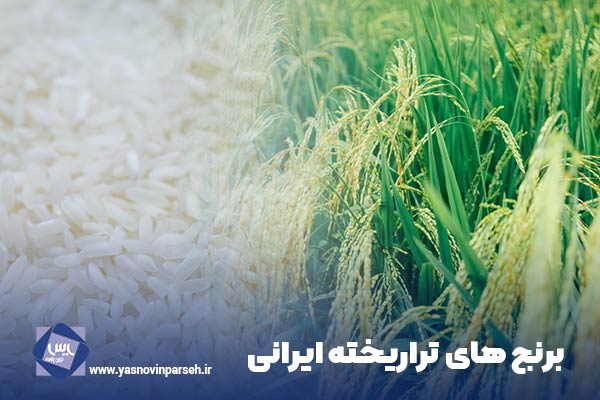 برنج های تراریخته ایرانی