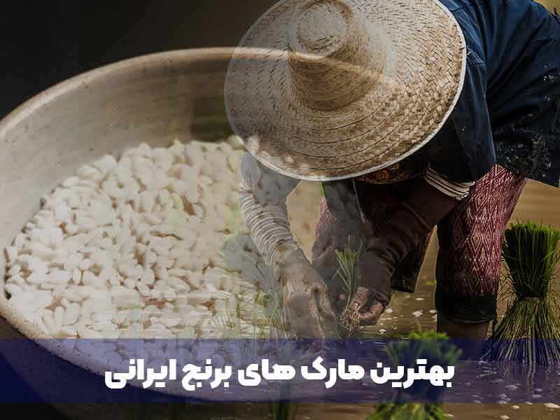 بهترین مارک های برنج ایرانی